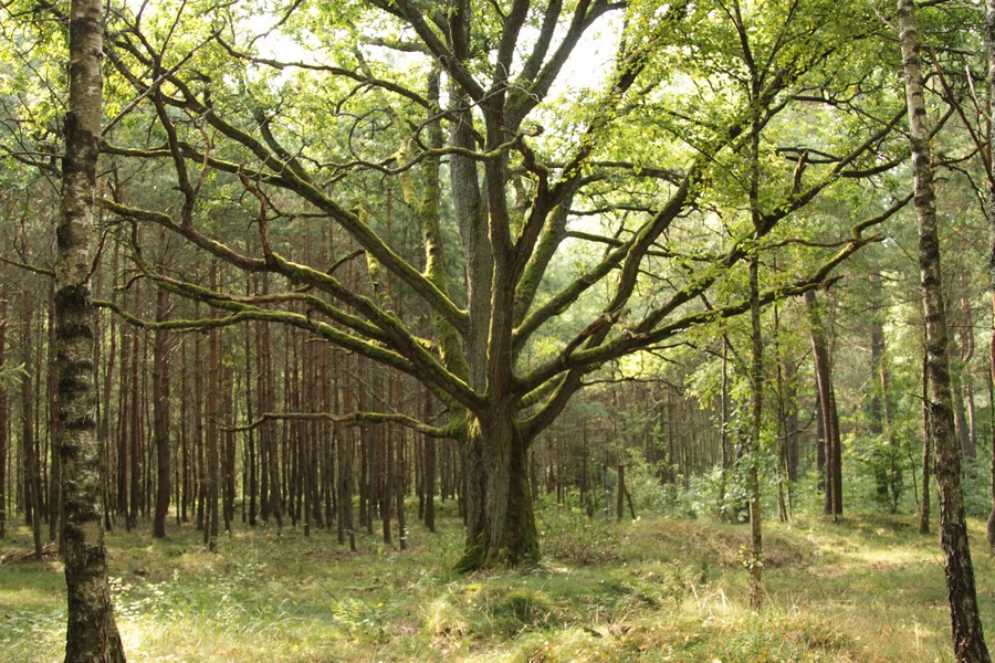 Dąb, fot. M. Bielatko