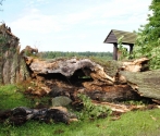 Klon Solarzy, fot. Magdalena Bylina Głuchowska (1).JPG