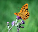 Dostojka malinowiec (Argynnis paphia), fot. M. Górna.JPG