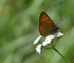 Czerwończyk dukacik 2 (Lycaena virgaureae), fot. M. Górna.JPG