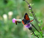 Czerwończyk żarek (Lycaena phlaeas), fot. M. Górna.JPG