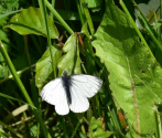 Bielinek bytomkowiec (Pieris napi), fot. M. Górna (2).JPG