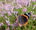 Rusałka admirał (Vanessa atalanta), fot. M. Górna.jpg