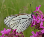 Niestrzęp głogowiec (Aporia crataegi), fot. M. Górna.jpg