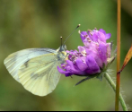 Bielinek bytomkowiec (Pieris napi), fot. M. Górna.JPG