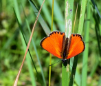 Czerwończyk dukacik (Lycaena virgaureae), fot. M. Górna.JPG