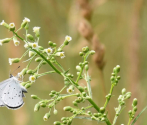 Modraszek wieszczek (Celastrina argiolus), fot. M. Górna.JPG