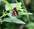 Rusałka kratkowiec (Araschnia levana), fot. M. Górna.JPG