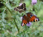 Rusałka kratkowiec (Araschnia levana) i Rusałka pawik (Aglais io), fot. M. Górna.JPG