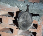 Myotis nattereri - nocek Natterera.jpg