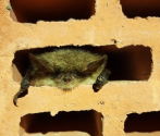 Myotis nattereri - nocek Natterera.jpg