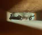 Myotis nattereri - nocek Natterera.jpg