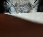 Eptesicus serotinus - mroczek późny.jpg