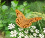 10. Łąki chronimy dla motyli - na zdjęciu dostojka.jpg