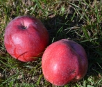 Roter Herbst Kalvill.JPG