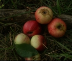 Roter Ziegler.JPG