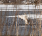 Łabędź niemy