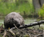 Bóbr (Castor fiber), fot. Przemysław Wiśniewski