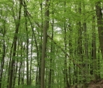 Drawieński Park Narodowy
