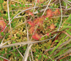 Rosiczka okrągłolistna, Drosera rotundifolia,fot. K. Kanas.JPG